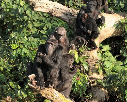 Ngamba Island Chimpanzee Sanctuary