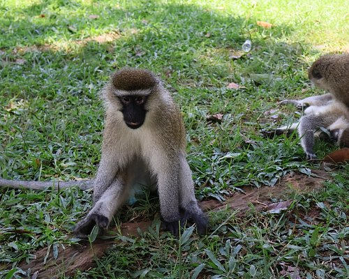 Vervet Monkey Viewing