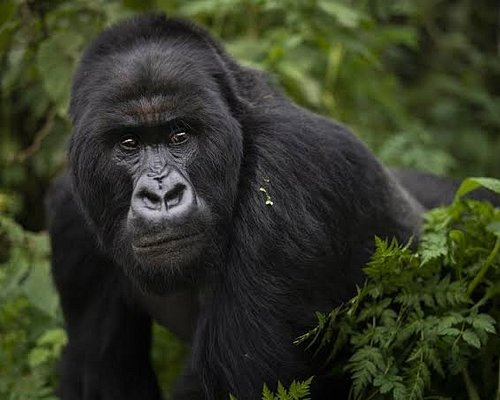 Bwindi Impenetrable Forest