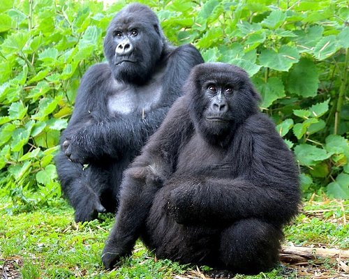 Kibale Forest National Park